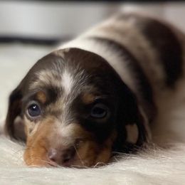 Dachshunds from Sykes Pups