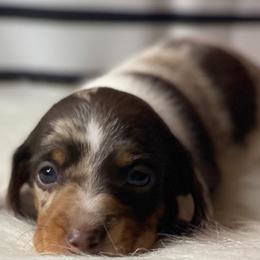 Dachshunds from Sykes Pups