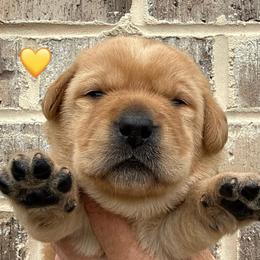Yellow collar - Yellow female Labrador Retriever puppy in Clinton, Tennessee from Summer Rose