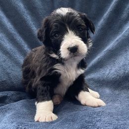 Sage - Black and white female Assorted Doodle Crosses puppy in Rocky Point, North Carolina from CelticDoods