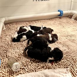 Poodle Puppies from Apricity Poodles