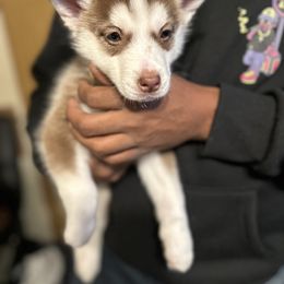 Siberian Husky Puppies from Feazell’s Siberian Huskies