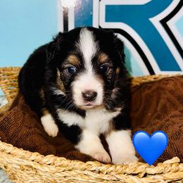 Blk Tri boy - Black tri male Toy Australian Shepherd puppy in Oklahoma City, Oklahoma from Faith River Aussies