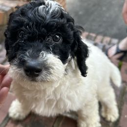 Aurora - Black and white Bernedoodle puppy in Arab, Alabama from ConkleDoodlePoos