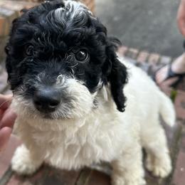 Aurora - Black and white Bernedoodle puppy in Arab, Alabama from ConkleDoodlePoos