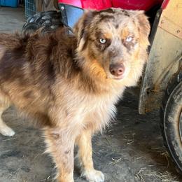 Rex - Red merle male Australian Shepherd puppy in Whitwell, Tennessee from Owl Hollow Farm