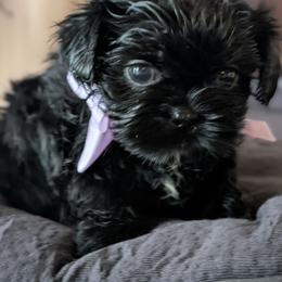 Jet - Black male Shih Tzu puppy in Claxton, Georgia from Small Pawz Shih tzu