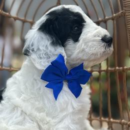 Sheepadoodles from Tampa Sheepadoodles