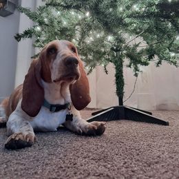 Tex - Basset Hound