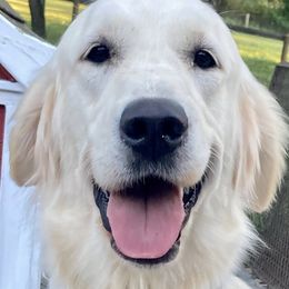 Goldendoodles and Golden Retrievers from Daydreamer