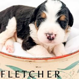 FLETCHER - Tri-color male Bernedoodle puppy in Tipton, Indiana from Country Creek Doodles