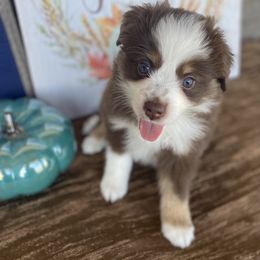 Boy 1 - Red Miniature Australian Shepherd puppy in Deridder, Louisiana from AussieSmiths