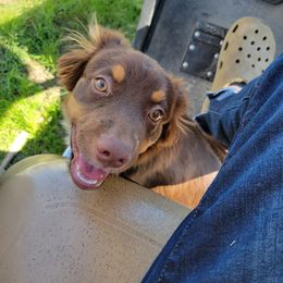 Australian Shepherd All Grown Up from Josh Courville