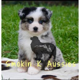 Australian Shepherd Puppies from Smokin K Aussies