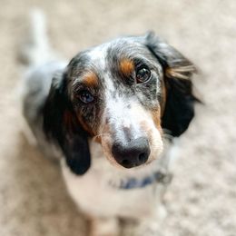 Arlo - Dachshund