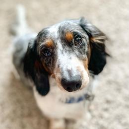 Arlo - Dachshund