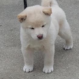 Shiba Inu and Yorkshire Terrier Puppies from Royal Kennels
