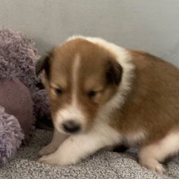 Gretel - Collie puppy from Three Collie Farm