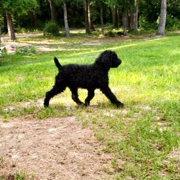 Jessy - Poodle puppy in Wellborn, Florida from Jeannie Doodles and Poodles