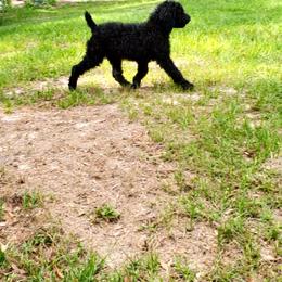 Jessy - Poodle puppy in Wellborn, Florida from Jeannie Doodles and Poodles