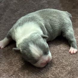 M. Blue Female 2 - Blue female Boston Terrier puppy in Mc Donough, Georgia from Ballard Boston Terriers