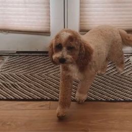 Frankie - Goldendoodle