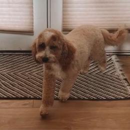 Frankie - Goldendoodle