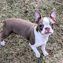 Tiara - Lilac female Boston Terrier puppy in Perry, Oklahoma from Sitsler Bostons