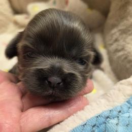 Girl 3 - Blue female Shih Tzu puppy in Tennessee from Cutshall Babies