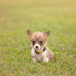 Yellow collar Male- Sparkler - Sable male Pembroke Welsh Corgi puppy in Waverly Hall, Georgia from 6g Ranch Corgis