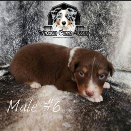 Boy 6 - Red tri-color male Australian Shepherd puppy in Harpers Ferry, Iowa from Wexford Creek Aussies, LLC