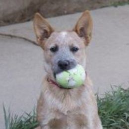 Australian Cattle Dogs from Caray Australian Cattle Dogs