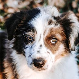 Border Collie Puppies from Twisted Biscuit Border Collies