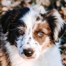 Border Collie Puppies from Twisted Biscuit Border Collies