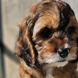 Assorted Doodle Crosses, Aussiedoodles, and Cockapoos from Phamily Doodles