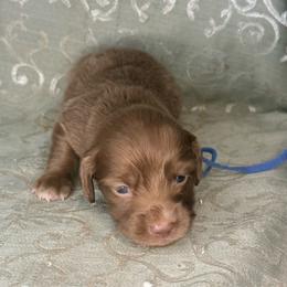 Navy collar - Chocolate male Dachshund puppy in Lexington, Oklahoma from BooneDox Miniature Dachshunds