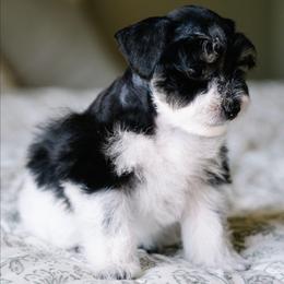 Marie Laveau - Parti female Schnoodle puppy in Grove, Oklahoma from Grand Lake Poodles & Doodles