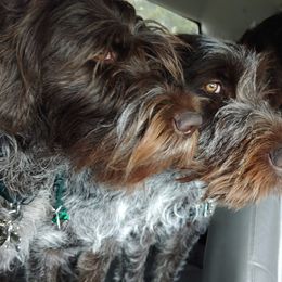 Wirehaired Pointing Griffons from Flint Creek Griffons