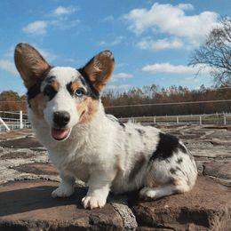 Wave - American Corgi