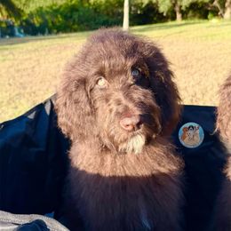 Brownie - Chocolate female Goldendoodle puppy in Southwest Ranches, Florida from Dandy Doodle Ranch