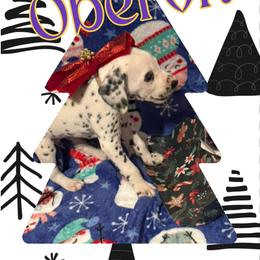 Oberon AKC LUA - White and black male Dalmatian puppy in Las Vegas, Nevada from 101 Dew Dream Valley Dalmatians