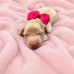 Peach - Cream female Dachshund puppy in Augusta, Georgia from Cherokee Hill Dachshunds