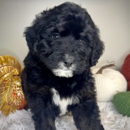 Girl 2 - Black and white female Bernedoodle puppy in Russiaville, Indiana from Pleasant Creek Minibernedoodles