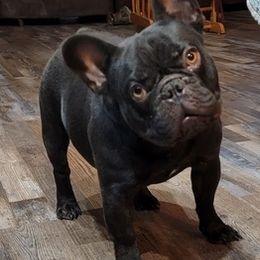 French Bulldogs and Siberian Huskies from Moore's Frenchies and Huskies