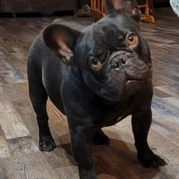French Bulldogs and Siberian Huskies from Moore's Frenchies and Huskies