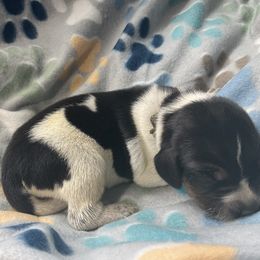 Bluetick Coonhound and Redbone Coonhound Puppies from Harmons Hounds