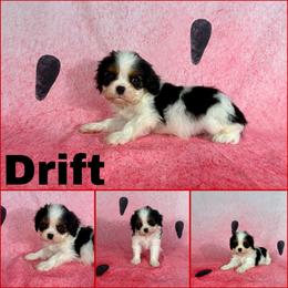 Drift - Tri-color male Cavalier King Charles Spaniel puppy in De Pere, Wisconsin from Rose Garden Kennels