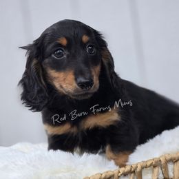 Mike Wazowski - Black and tan male Dachshund puppy in Mcminnville, Tennessee from Red Barn Farms Minis