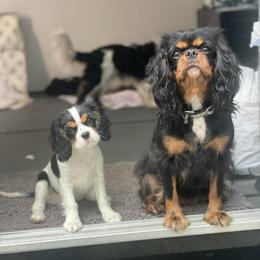 Cavalier King Charles Spaniel puppies from Meant To Be Cavalier King Charles Spaniels