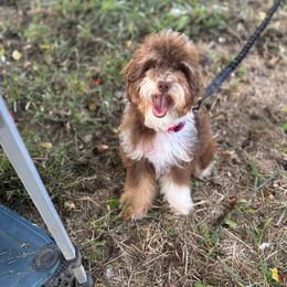 Charlotte - Bernedoodle